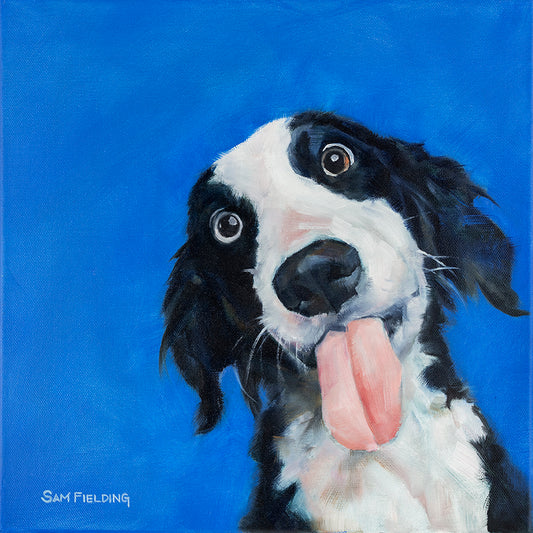 Border Collie Dog portrait